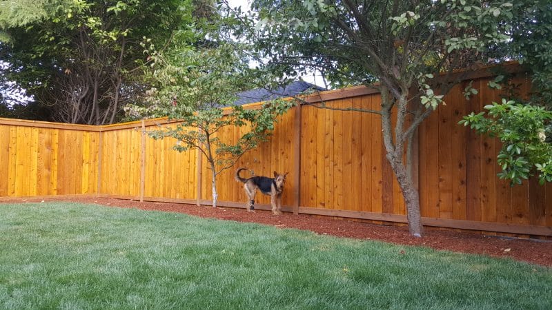 best-fence-stain