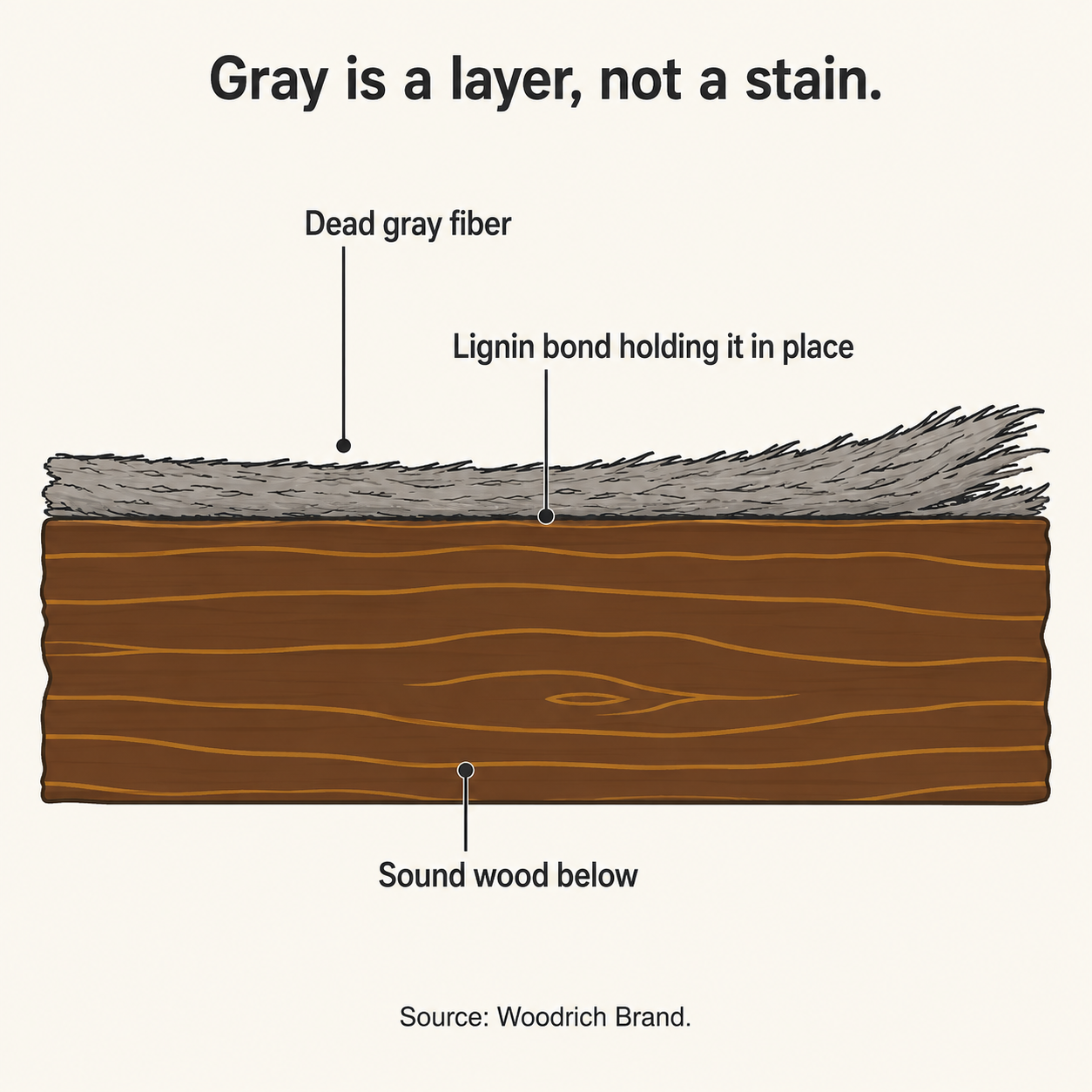 Diagram showing dead gray wood fiber held by a lignin bond above sound wood underneath.