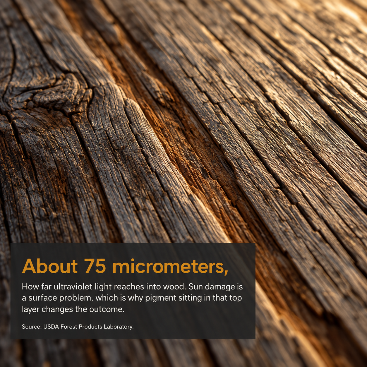 Macro view of weathered cedar grain explaining that ultraviolet light reaches about 75 micrometers into the wood surface.